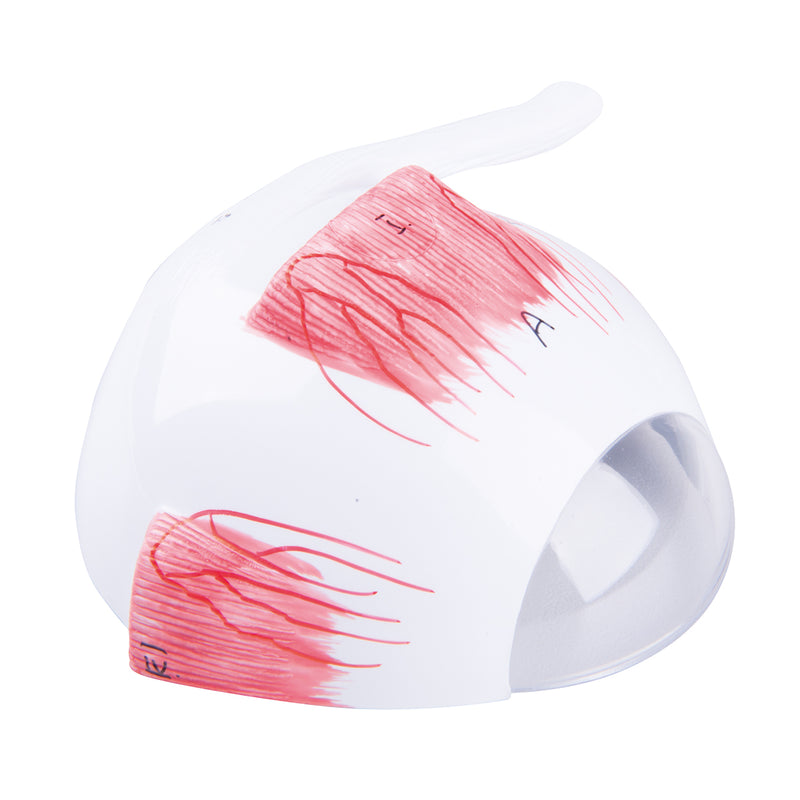 Replacement upper half of sclera for eye model F15