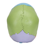 Beauchene Adult Human Skull Model, Didactic Colored Version, 22 part - 3B Smart Anatomy