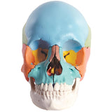 Beauchene Adult Human Skull Model, Didactic Colored Version, 22 part - 3B Smart Anatomy