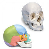 Beauchene Adult Human Skull Model, Didactic Colored Version, 22 part - 3B Smart Anatomy